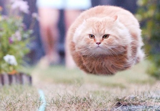 летающий кот