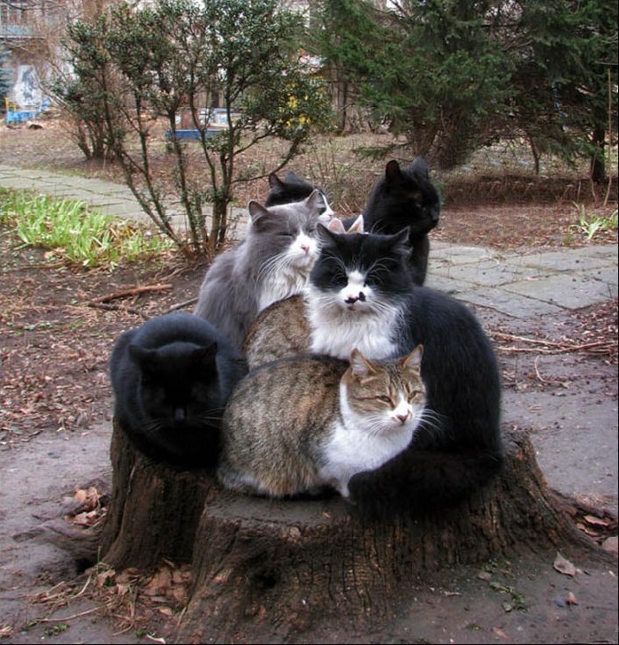 кошки на пне